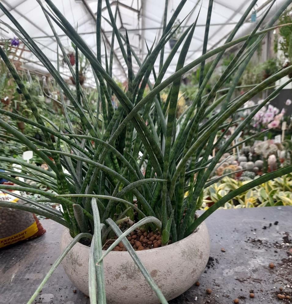 Sansevieria cylindrica. Лот от Павла Лобкова