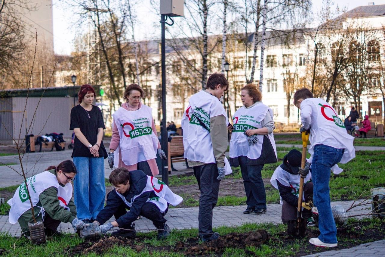 Команда Ивановского «Яблока» сажает деревья в городском сквере Иванова