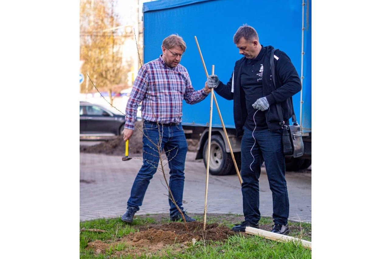 Николай Рыбаков и лидер Ивановского «Яблока» Андрей Автонеев сажают деревья в сквере Иванова